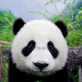 MistrzPanda